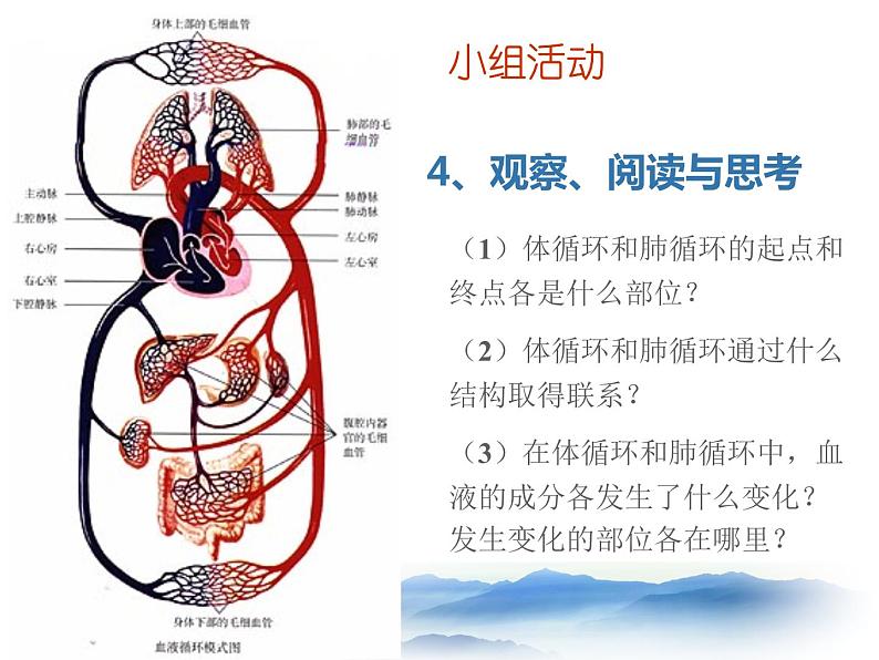 苏教版七下生物 10.2人体内的血液循环 课件07