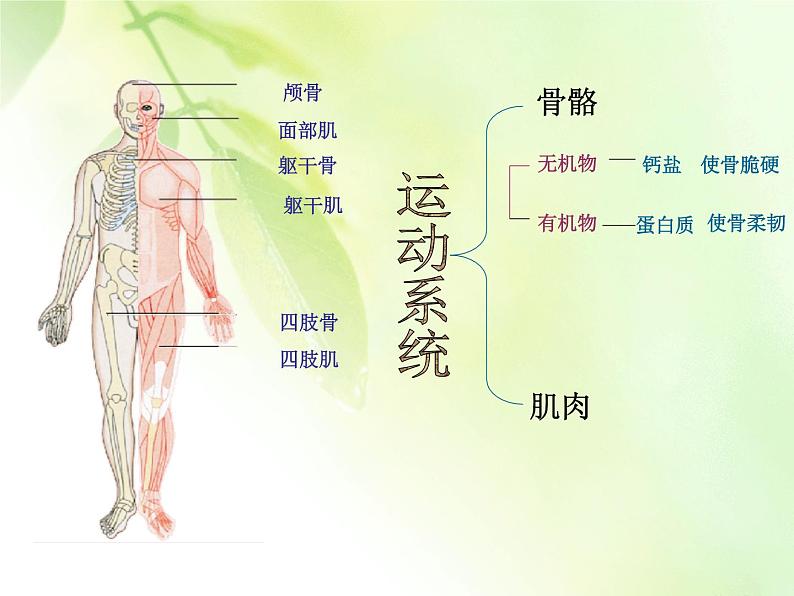 苏教版七下生物 8.3人体概述 课件05