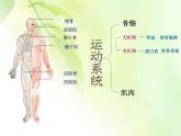 苏教版七下生物 8.3人体概述 课件