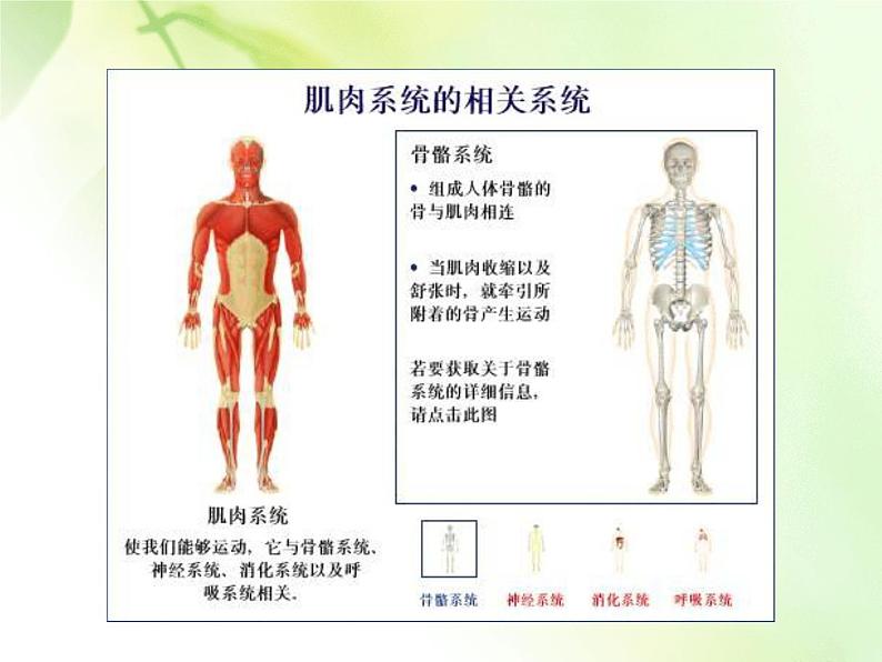 苏教版七下生物 8.3人体概述 课件06