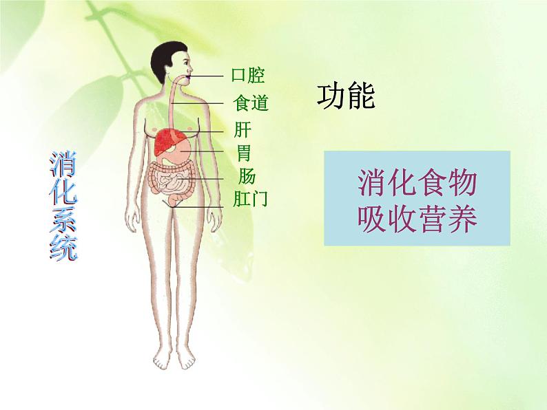 苏教版七下生物 8.3人体概述 课件07