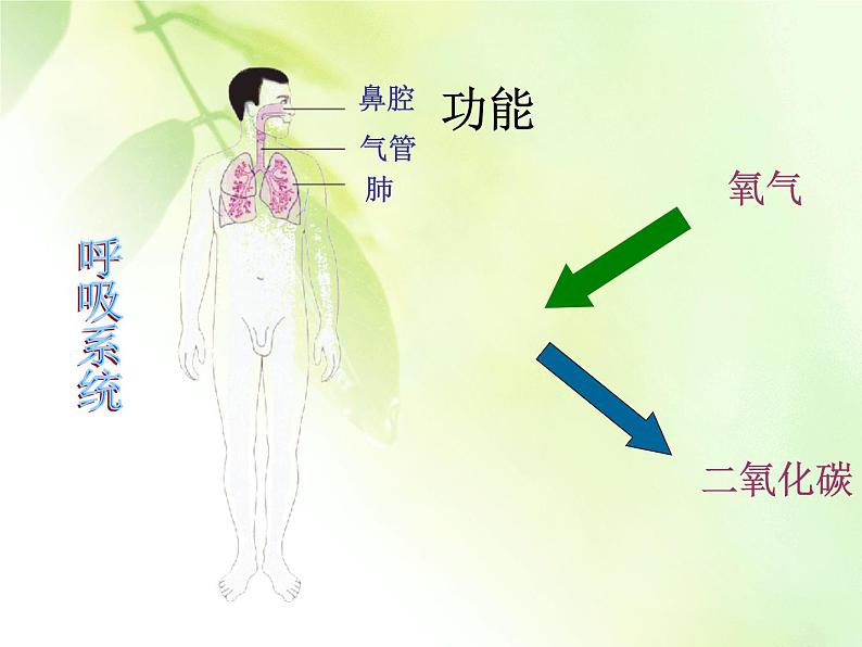 苏教版七下生物 8.3人体概述 课件08