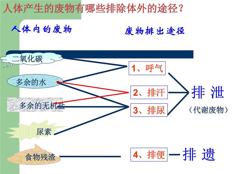 苏教版七下生物 11.2人体废物的排出  复习课件05