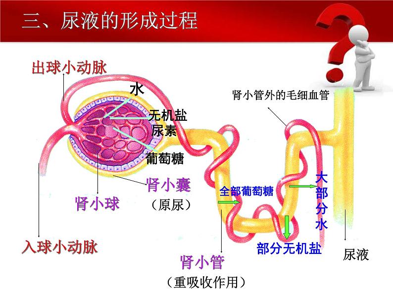 苏教版七下生物 11.2人体废物的排出  复习课件08