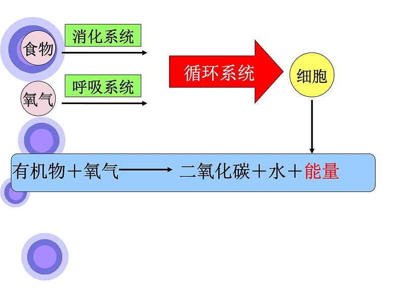 苏教版七下生物 10.5人体能量的供给 课件06