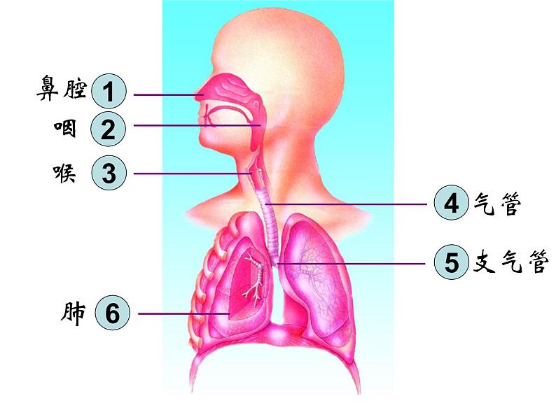 苏教版七下生物 10.3人体和外界环境的气体交换 课件05