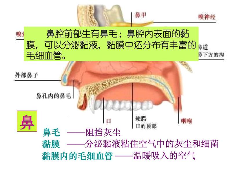 苏教版七下生物 10.3人体和外界环境的气体交换 课件06