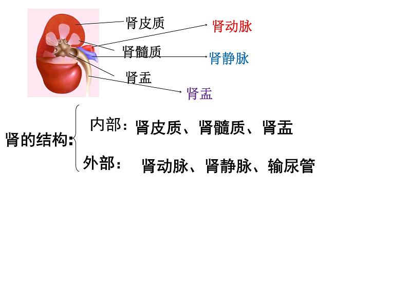 苏教版七下生物 11.2人体废物的排出 课件第2页