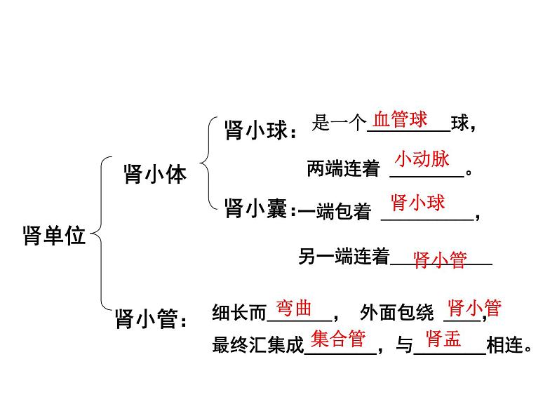 苏教版七下生物 11.2人体废物的排出 课件第3页