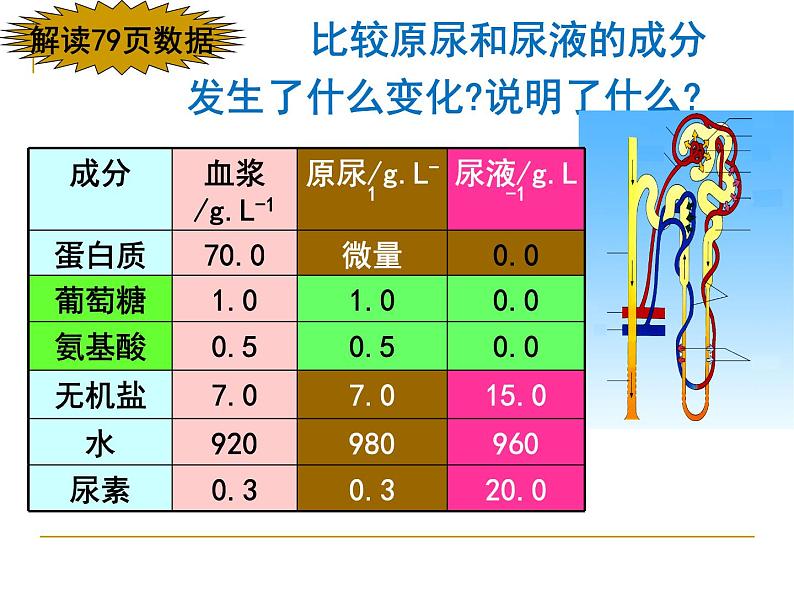 苏教版七下生物 11.2人体废物的排出 课件第8页