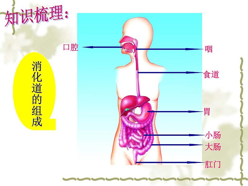 苏教版七下生物 9.2人体的消化与吸收 课件04