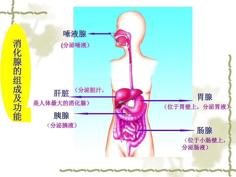 苏教版七下生物 9.2人体的消化与吸收 课件05