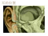 苏教版七下生物 12.3人体感知信息 课件