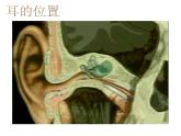 苏教版七下生物 12.3人体感知信息 课件