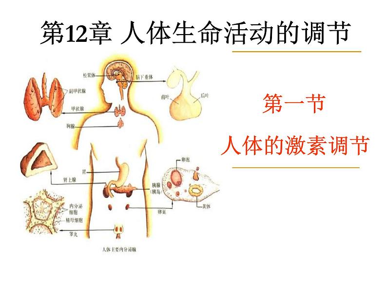 苏教版七下生物 12.1人体的激素调节 课件02