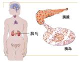 苏教版七下生物 12.1人体的激素调节 课件