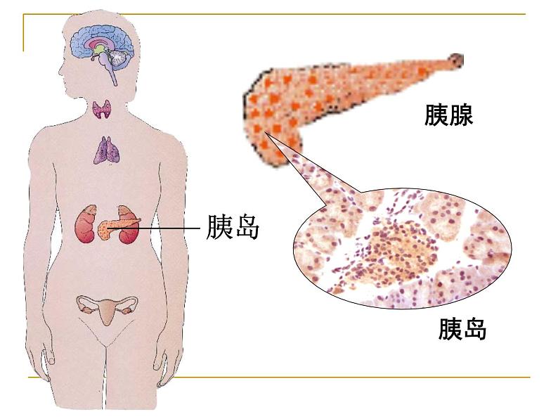 苏教版七下生物 12.1人体的激素调节 课件05