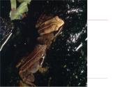 苏教版八下生物 21.4两栖类的生殖与发育 课件