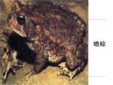 苏教版八下生物 21.4两栖类的生殖与发育 课件