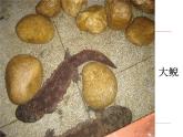 苏教版八下生物 21.4两栖类的生殖与发育 课件