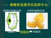 苏教版八下生物 22.1DNA是主要的遗传物质 课件