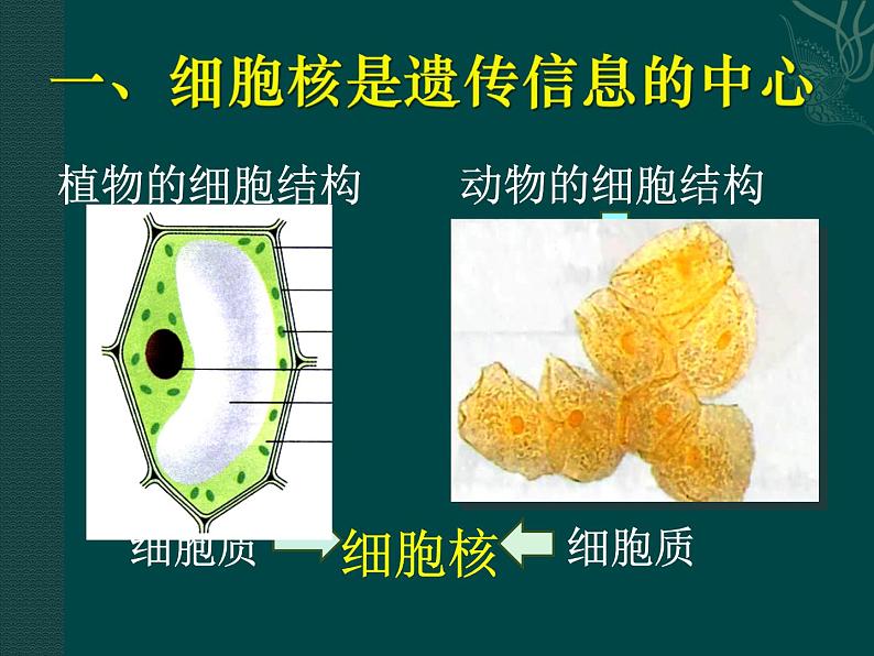 苏教版八下生物 22.1DNA是主要的遗传物质 课件04