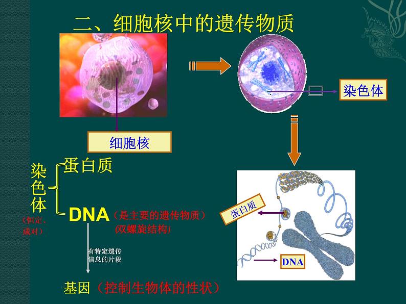 苏教版八下生物 22.1DNA是主要的遗传物质 课件05