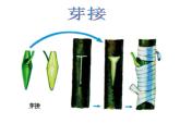 苏教版八下生物 21.1生物的无性生殖 课件