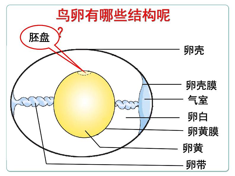 苏教版八下生物 21.5鸟类的生殖与发育 课件第2页