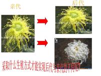 2021学年第8单元 生物的生殖、发育与遗传第二十一章 生物的生殖与发育第二节 植物的有性生殖图片ppt课件