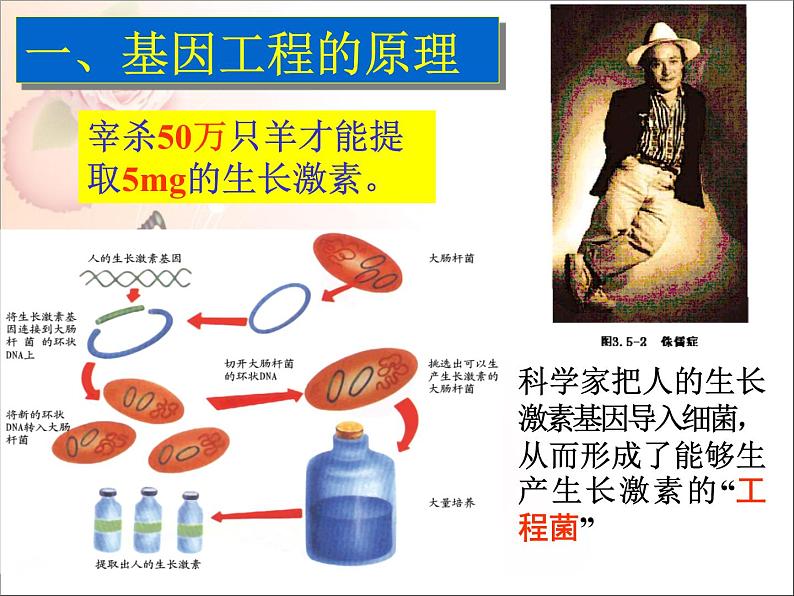 苏教版八下生物 24.1现代生物技术的应用 课件第3页