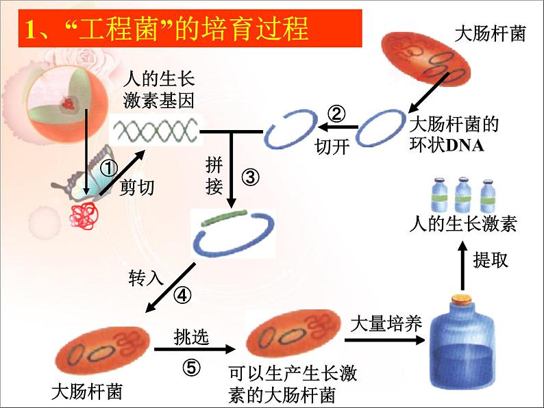 苏教版八下生物 24.1现代生物技术的应用 课件第4页