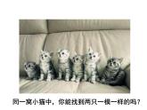 苏教版八下生物 22.5生物的变异 课件
