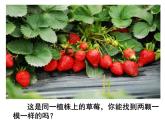 苏教版八下生物 22.5生物的变异 课件