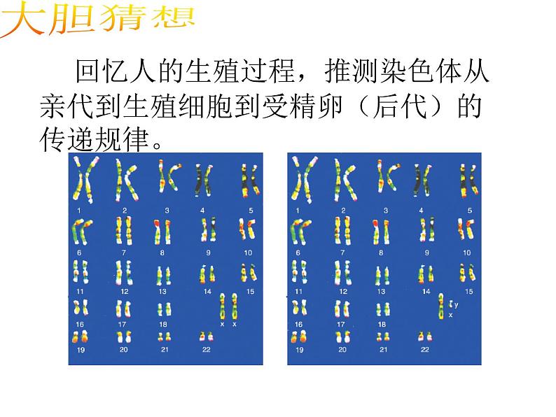 苏教版八下生物 22.3人的性别决定 课件07