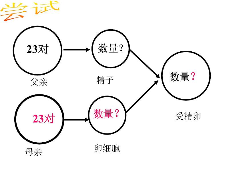 苏教版八下生物 22.3人的性别决定 课件08