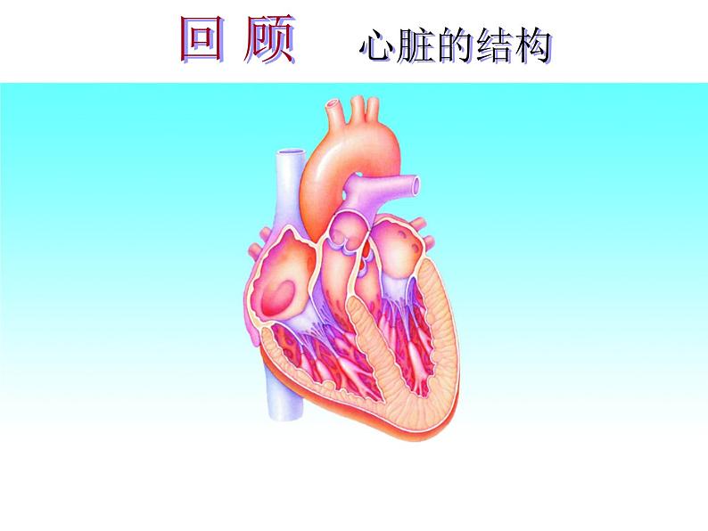 苏教版八下生物 25.2威胁健康的主要疾病 课件第5页