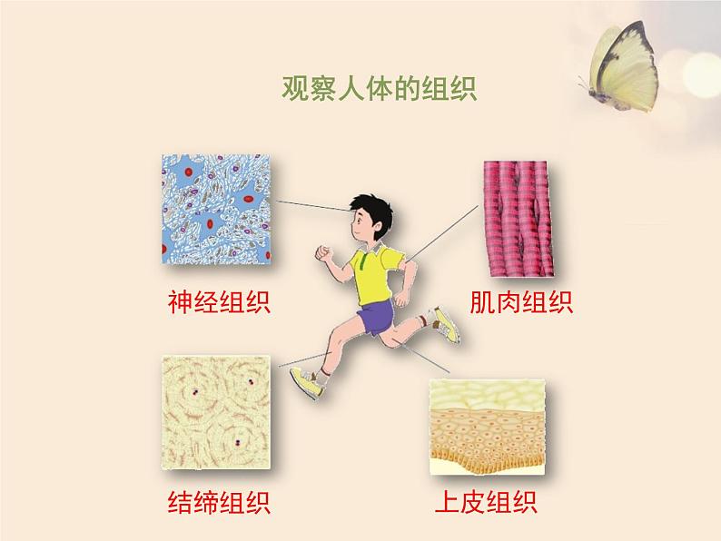 苏科版七下生物　9.2 人体的组成 课件第4页