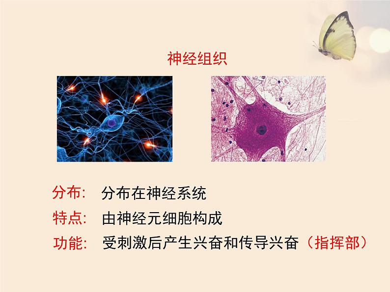 苏科版七下生物　9.2 人体的组成 课件第5页