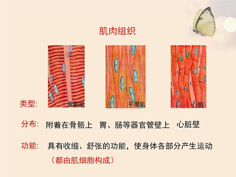 苏科版七下生物　9.2 人体的组成 课件第6页