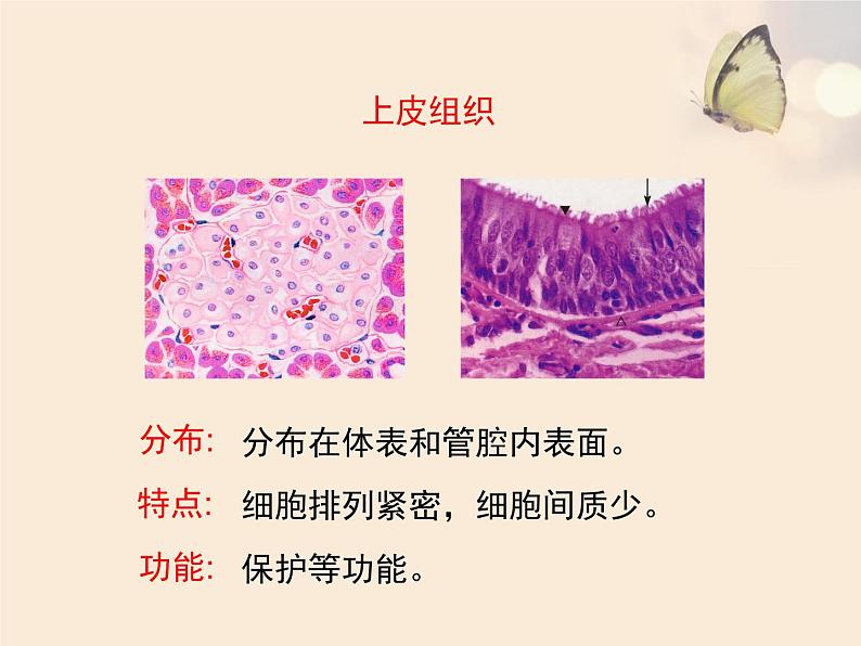 苏科版七下生物　9.2 人体的组成 课件第8页