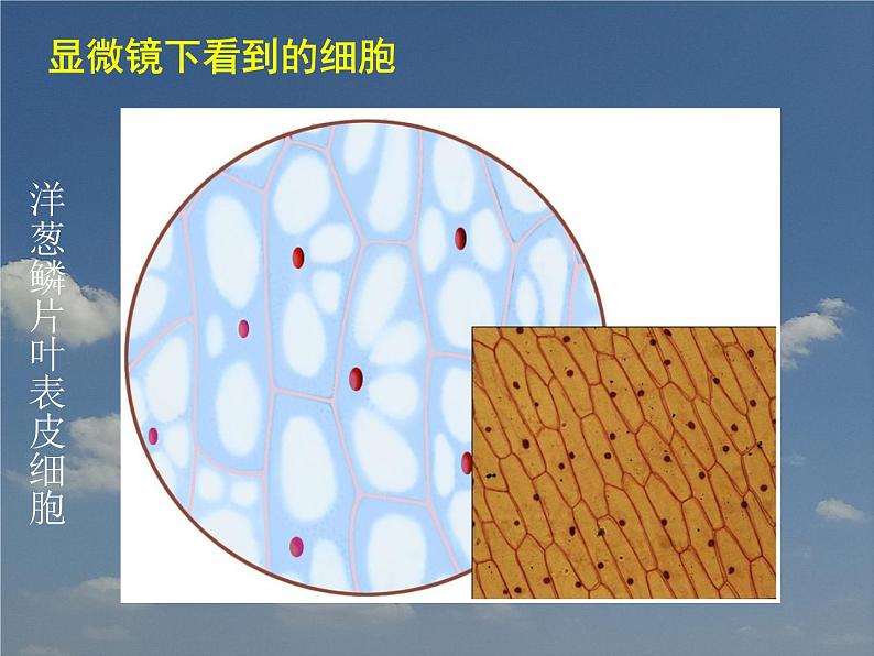 苏科版七下生物　8.1 生物体的基本结构 课件02