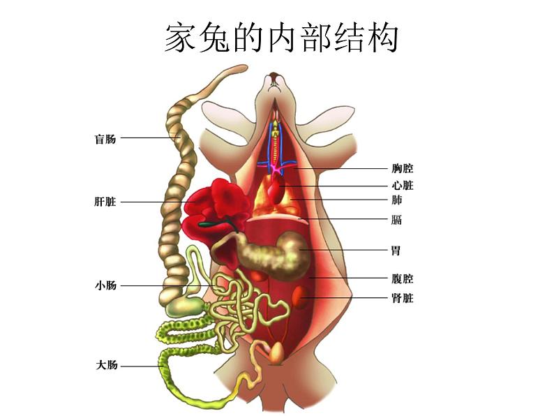 苏科版七下生物　11.2 地面上的动物 课件08