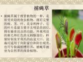 苏科版七下生物　11.1 地面上的植物 课件
