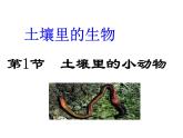 苏科版七下生物　13.1 土壤里的小动物 课件
