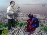 苏科版七下生物　13.1 土壤里的小动物 课件