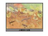 苏科版七下生物　13.1 土壤里的小动物 课件
