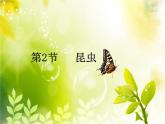 苏科版七下生物　12.2 昆虫 课件