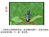 苏科版七下生物　12.2 昆虫 课件