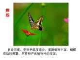苏科版七下生物　12.2 昆虫 课件